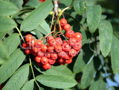 ashberry with leafs