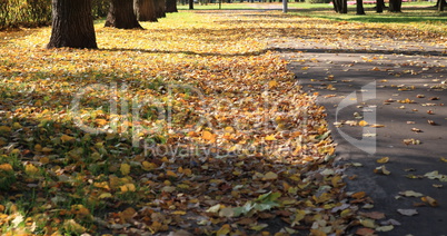 road in autumn day