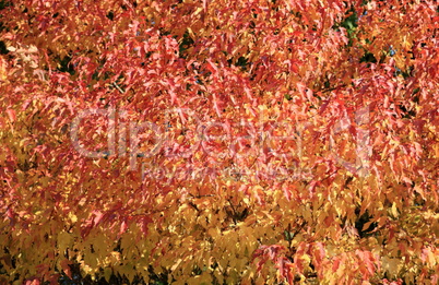 red and yellow leafs at autumn