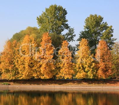 city park in gold fall