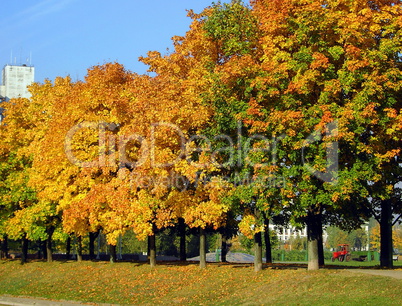 autumn in city park