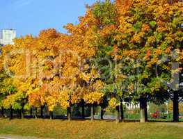 autumn in city park