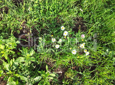 chamomile at dry sunny day