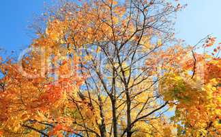 yellow leafs on tree