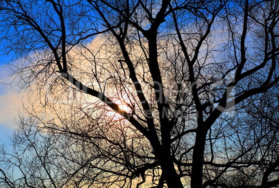 naked tree and sun