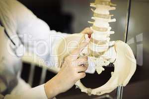 Physiotherapist holding a spine model