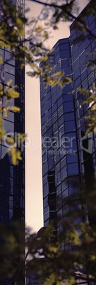 View of office buildings through trees