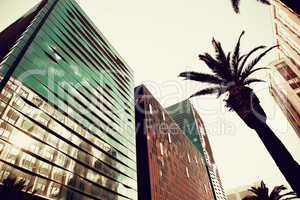 Palm trees and buildings against blue sky