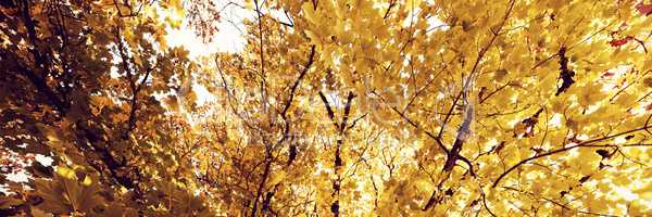 Leaves in a branch of tree