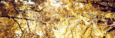 Low angle view of tree against blue sky