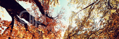 Low angle view of trees against blue sky