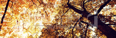 Low angle view of trees against blue sky