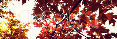 Branch of maple leaves in autumn