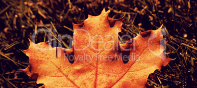 Maple leaf fallen on green grass