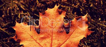 Maple leaf fallen on green grass