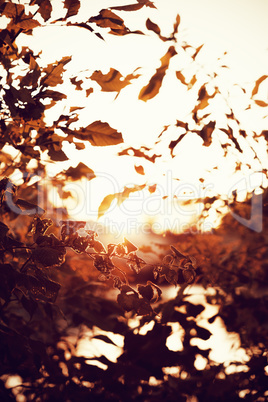 autumn leaves in front of a lake