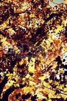 Yellowish orange autumn leaves on branch of tree