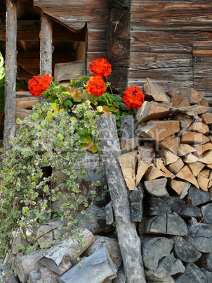 Blumenfenster