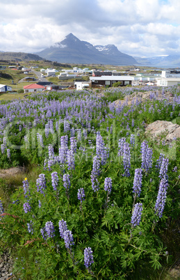 Lupinen bei Djupivogur, Island