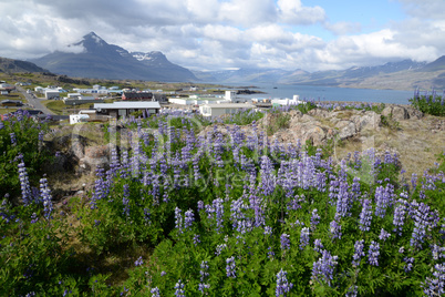 Lupinen bei Djupivogur, Island