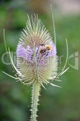 Hummel auf Blüte