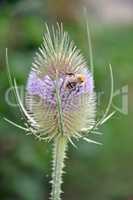 Hummel auf Blüte