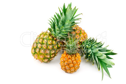 Set of pineapples isolated on white background.