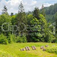 Slopes of mountains, coniferous trees and and bee hives in the a
