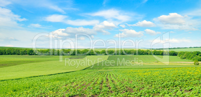 Hilly green field and blue sky. Wide photo.