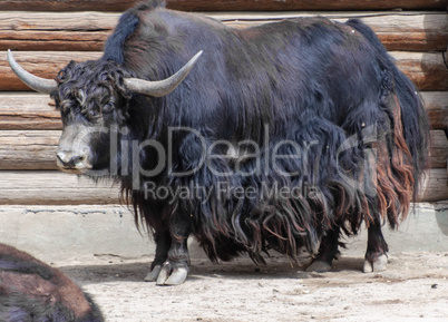 big yak summer day