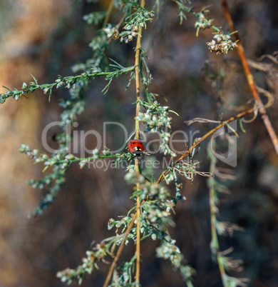 red ladybug on a green branch of wormwood
