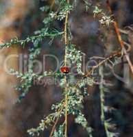 red ladybug on a green branch of wormwood