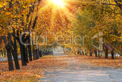 asphalt walkway in the middle of trees with yellow leaves