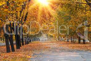 asphalt walkway in the middle of trees with yellow leaves