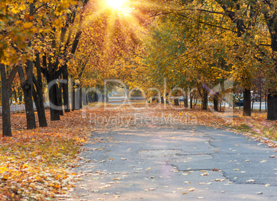 asphalt walkway in the middle of trees with yellow leaves