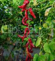 red raw ripe hot chili peppers hanging on a rope