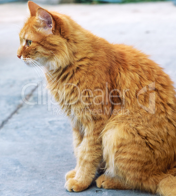 adult red fluffy cat sits on the street sideways