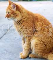 adult red fluffy cat sits on the street sideways