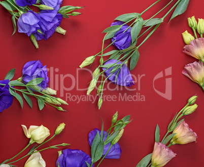 blooming flowers Eustoma Lisianthus on red background