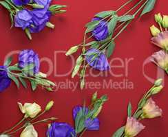 blooming flowers Eustoma Lisianthus on red background