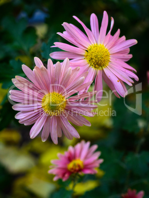 pink blooming chrysanthemum, close up