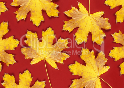 red background with dry yellow maple leaves