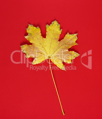 one yellow dry leaf of a maple on a red background