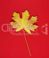 one yellow dry leaf of a maple on a red background