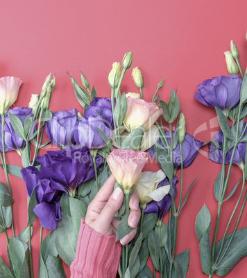 female hand  holding a branch of a flower Eustoma Lisianthus