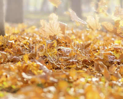 morning in the park with dry fallen yellow maple leaves