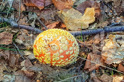 Toadstool with very red cap and white dots