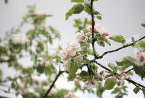 Apple Flower at Spring