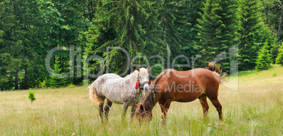 A pair of beautiful horses are grazing in a forest meadow. Wide