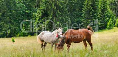 A pair of beautiful horses are grazing in a forest meadow. Wide